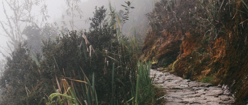 gray rock pathway between green plants
