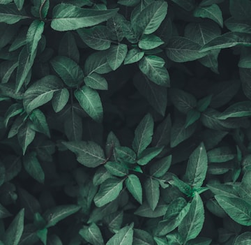 green leaf plants