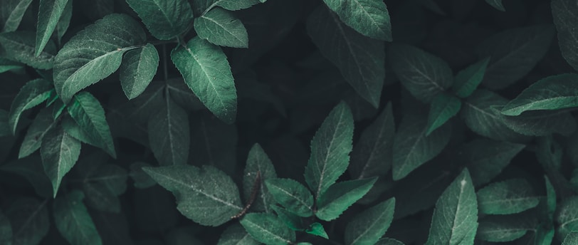 green leaf plants